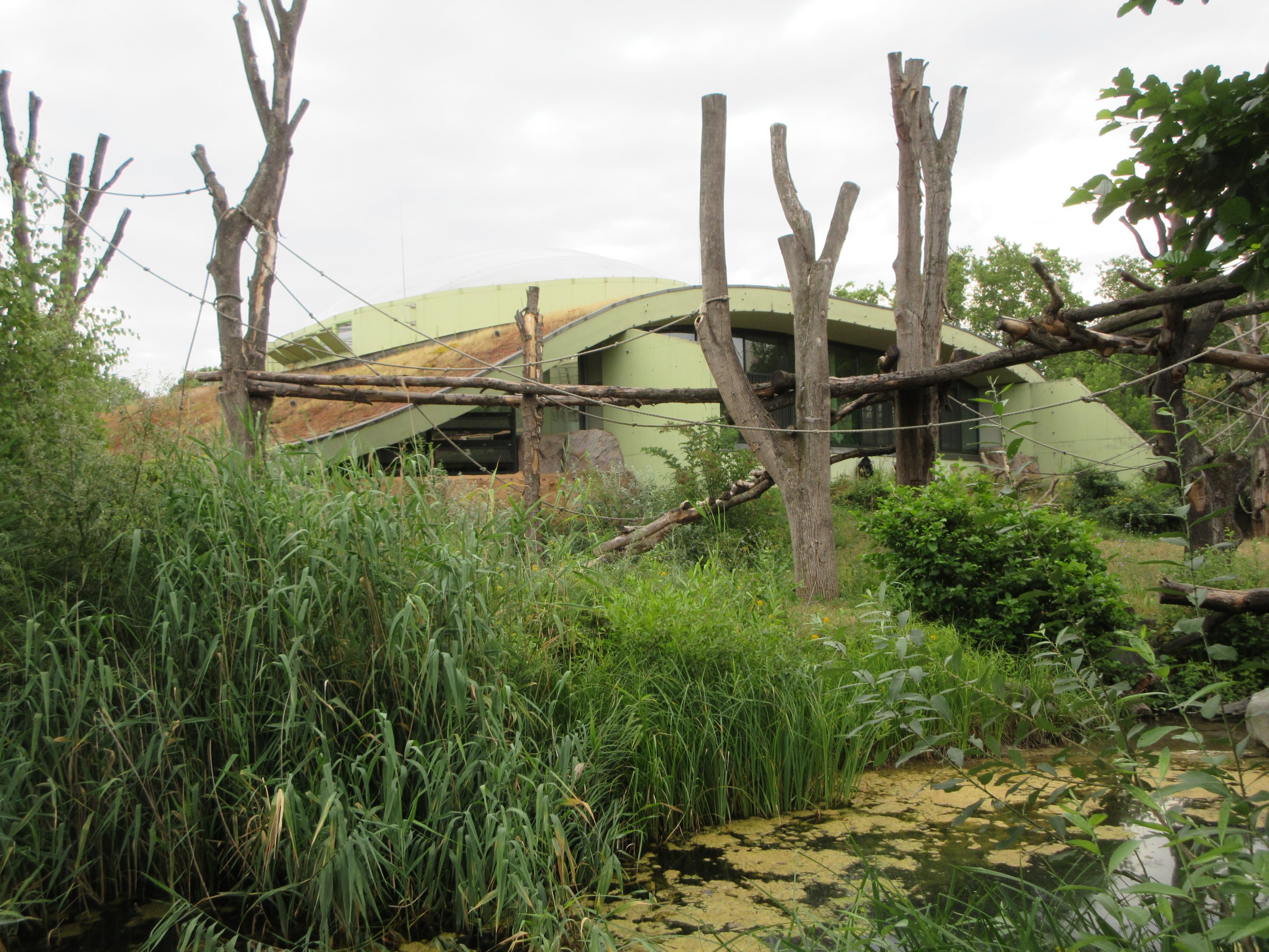 Great Ape House (Gorillas, Bonobos, Orangutans)
