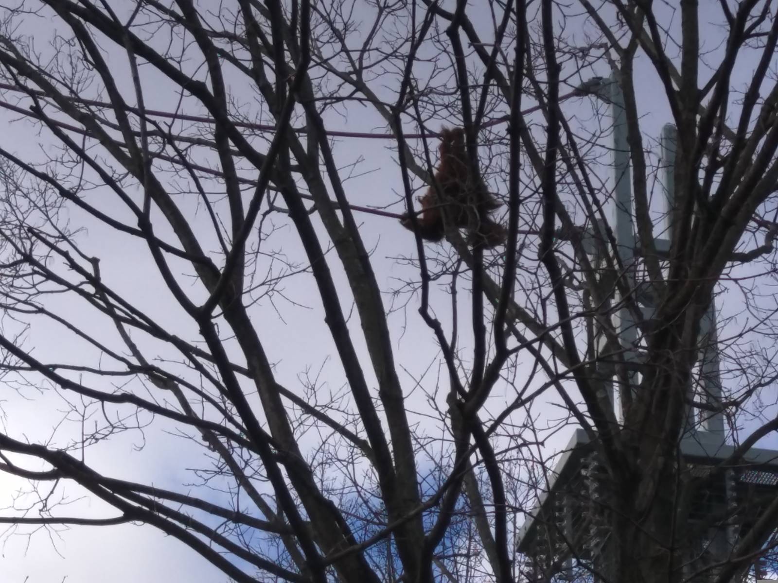 Great Ape House - Hybrid/Bornean Orangutan