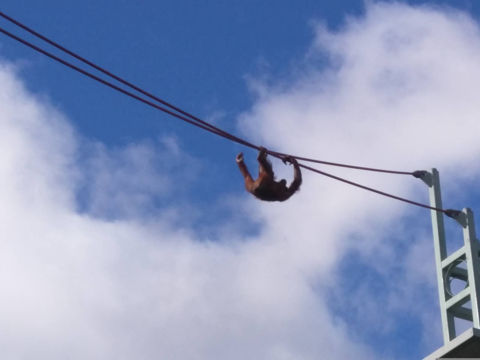 Great Ape House - Hybrid/Bornean Orangutan