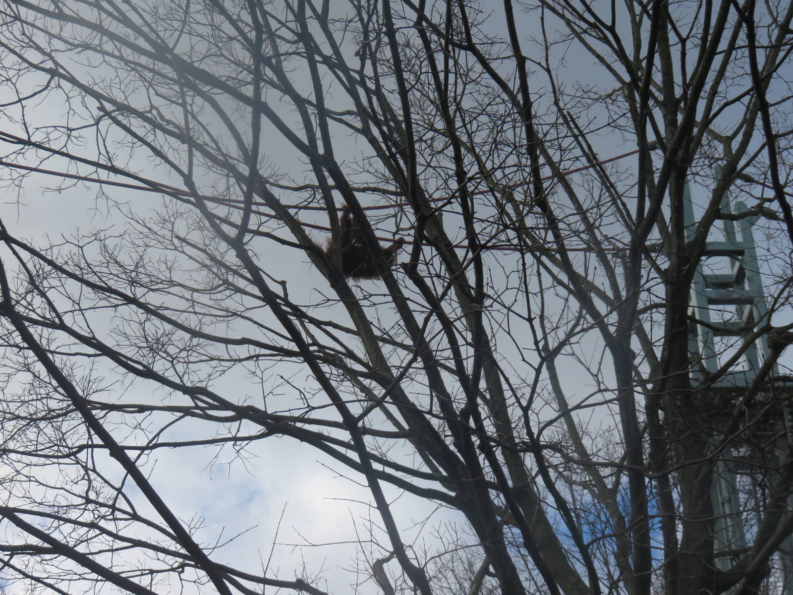 Great Ape House - Hybrid/Bornean Orangutan