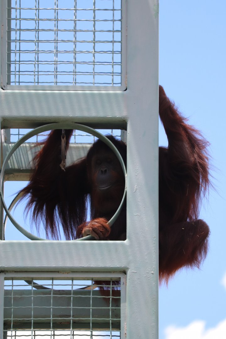 Great Ape House - Hybrid Orangutan - Lucy