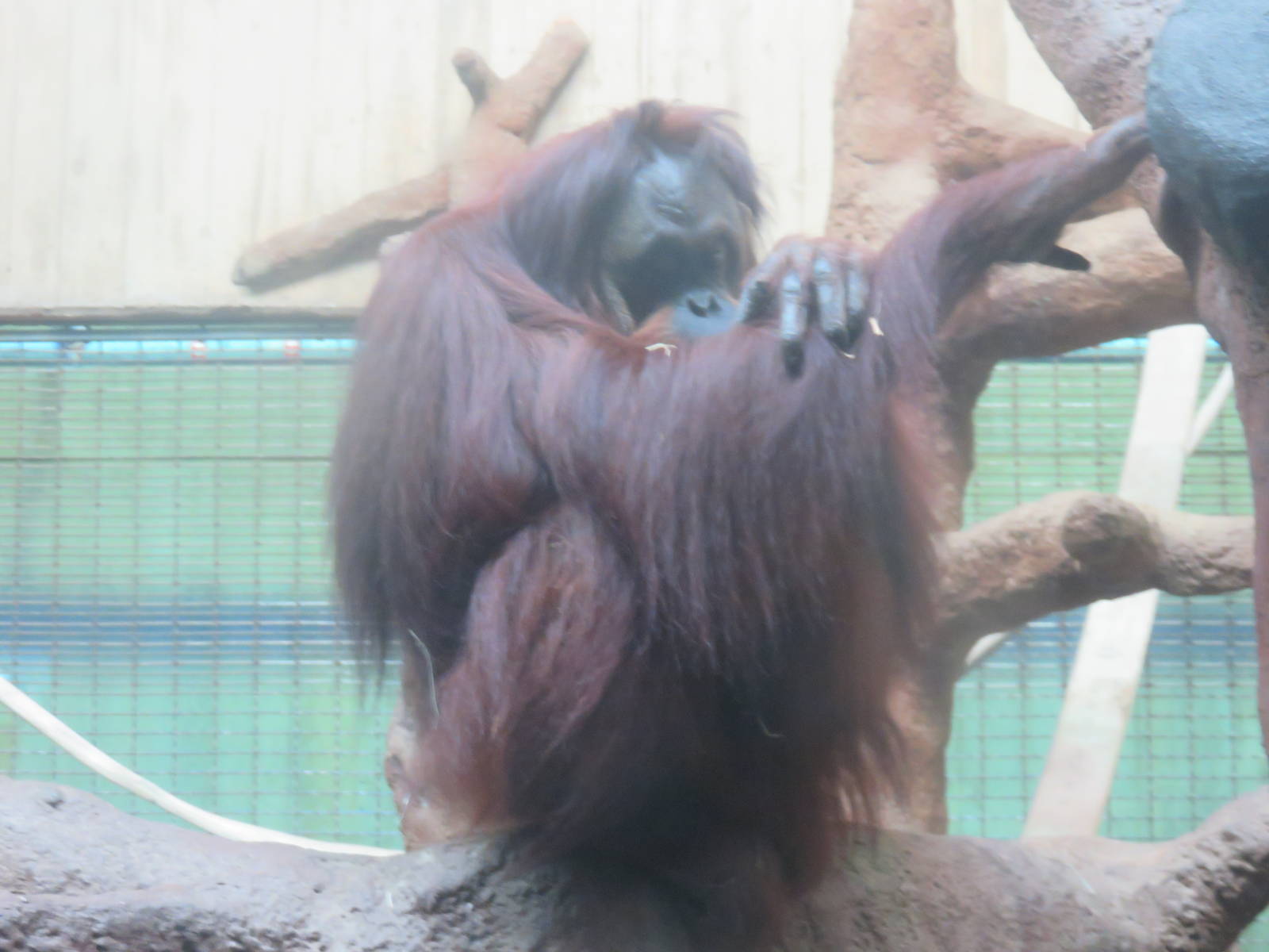 Great Ape House - Hybrid Orangutan