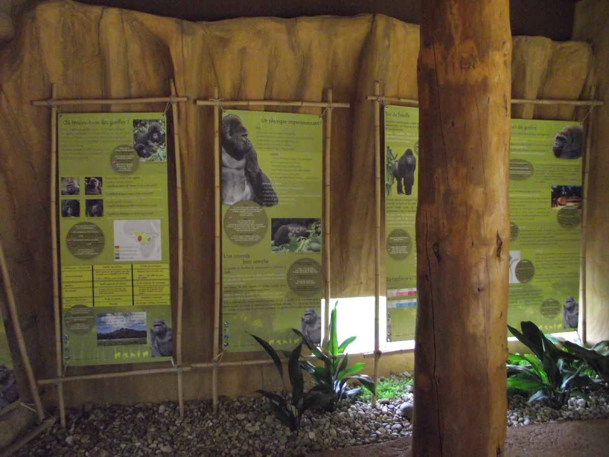 Great Ape House Indoor #3