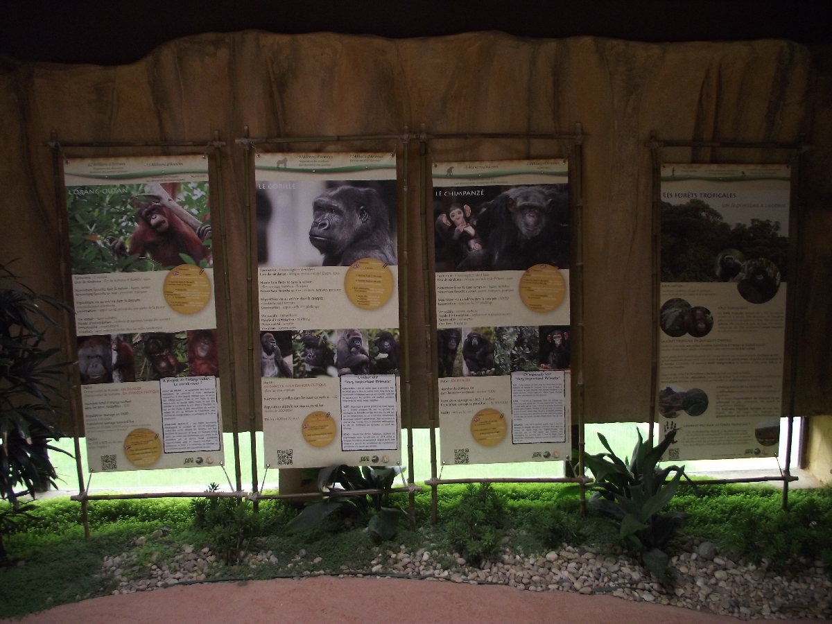 Great Ape House Indoor #8