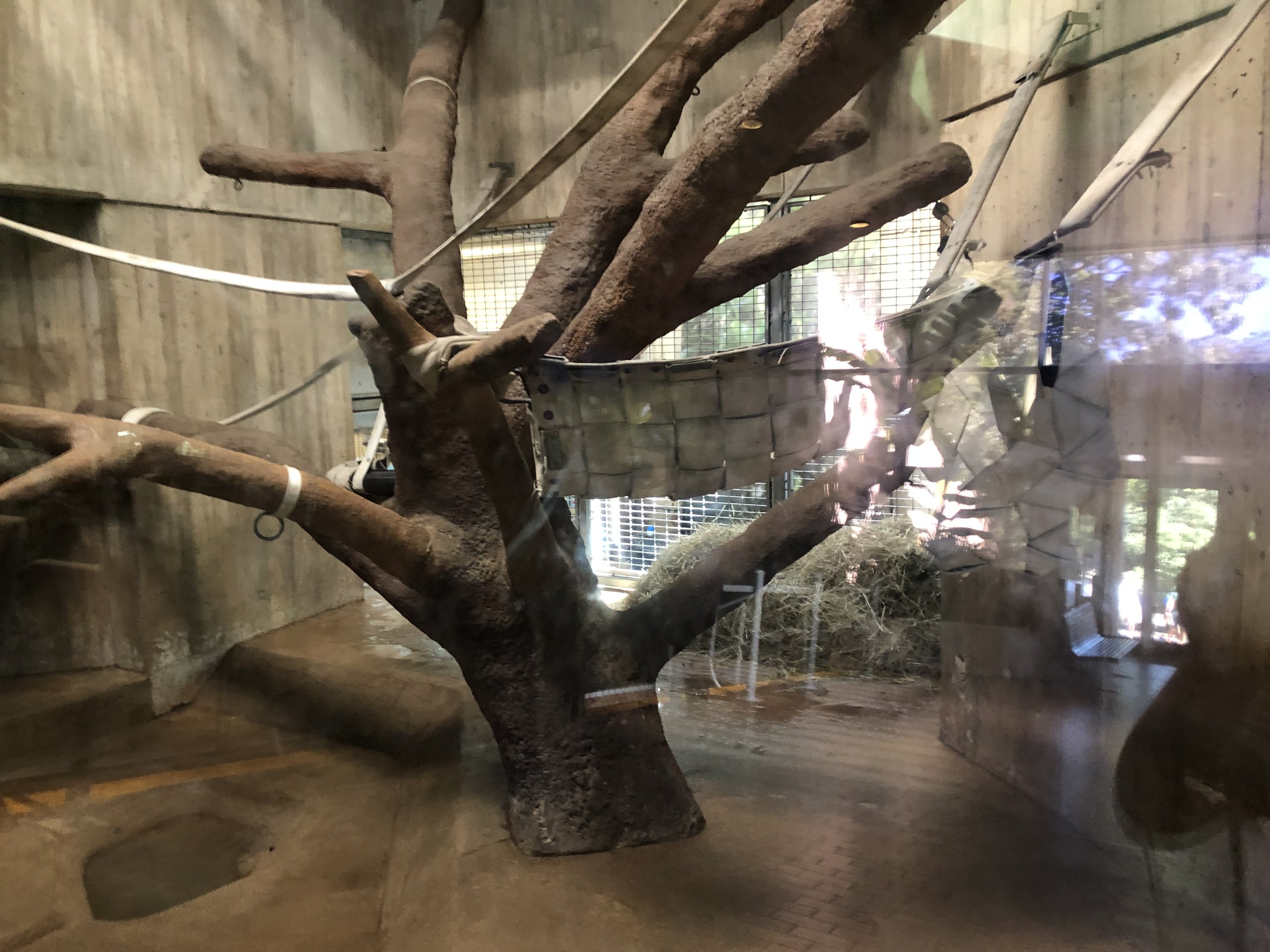 Great ape house, indoor enclosures