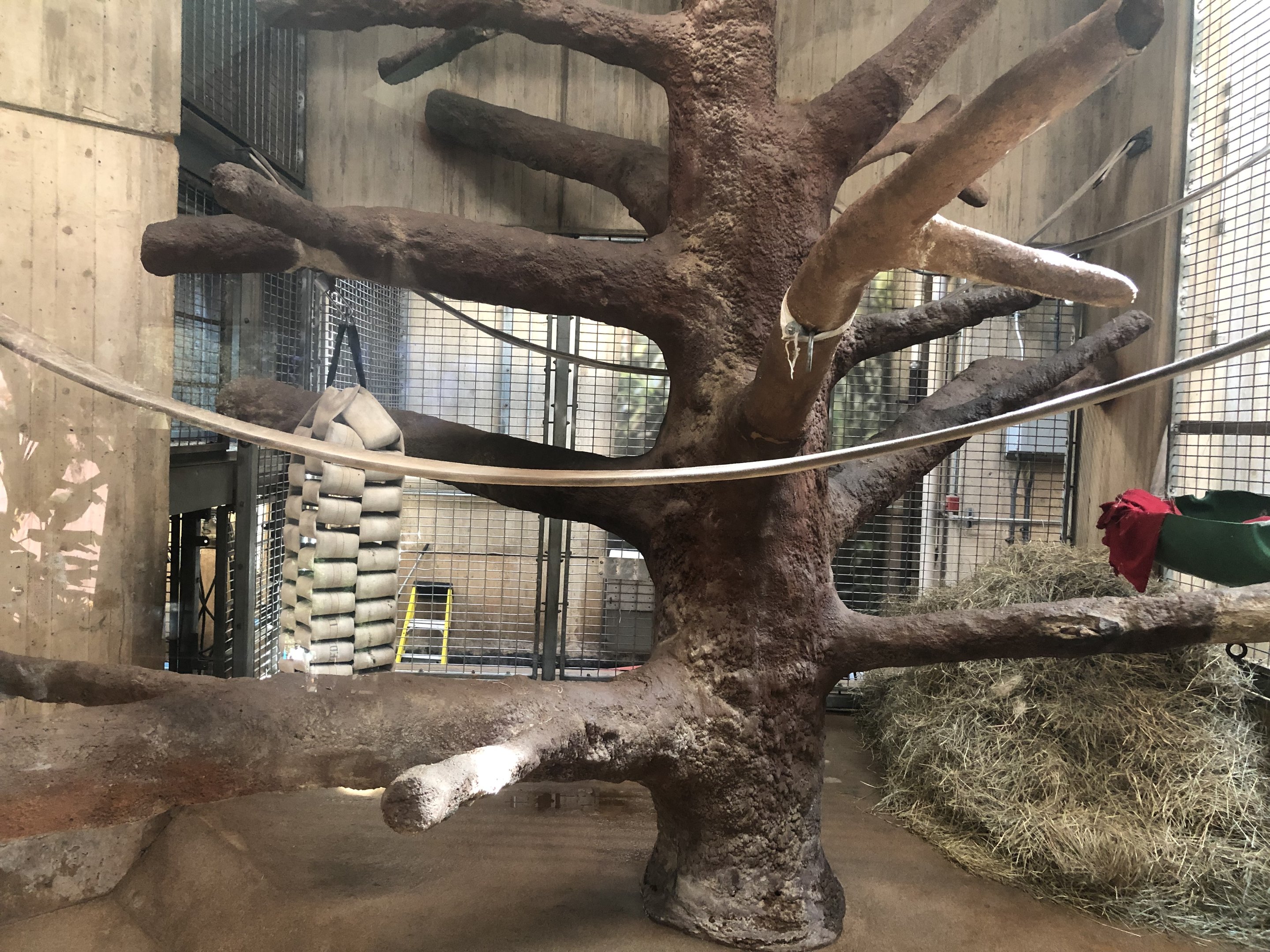 Great ape house, indoor enclosures