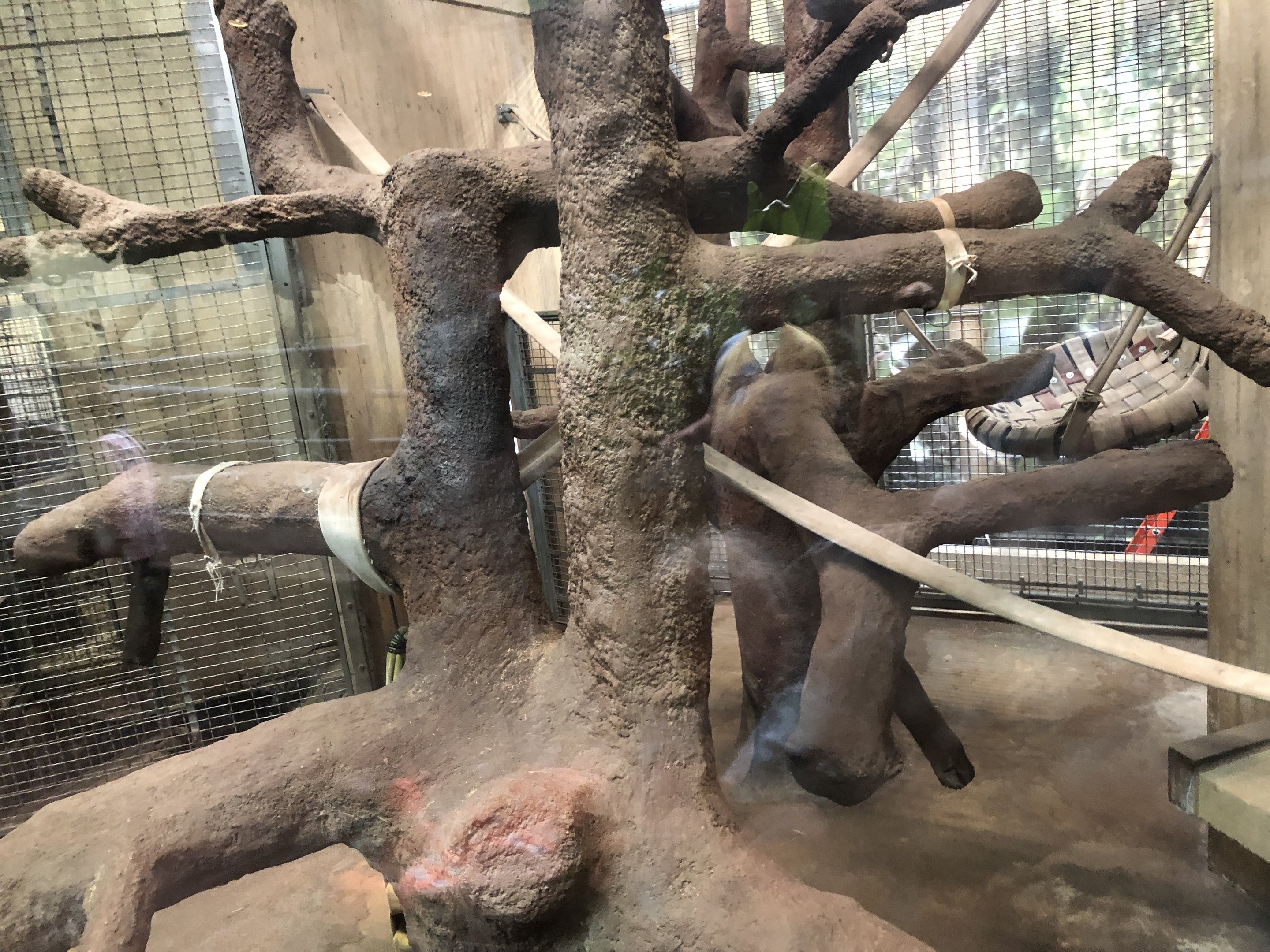 Great ape house, indoor enclosures