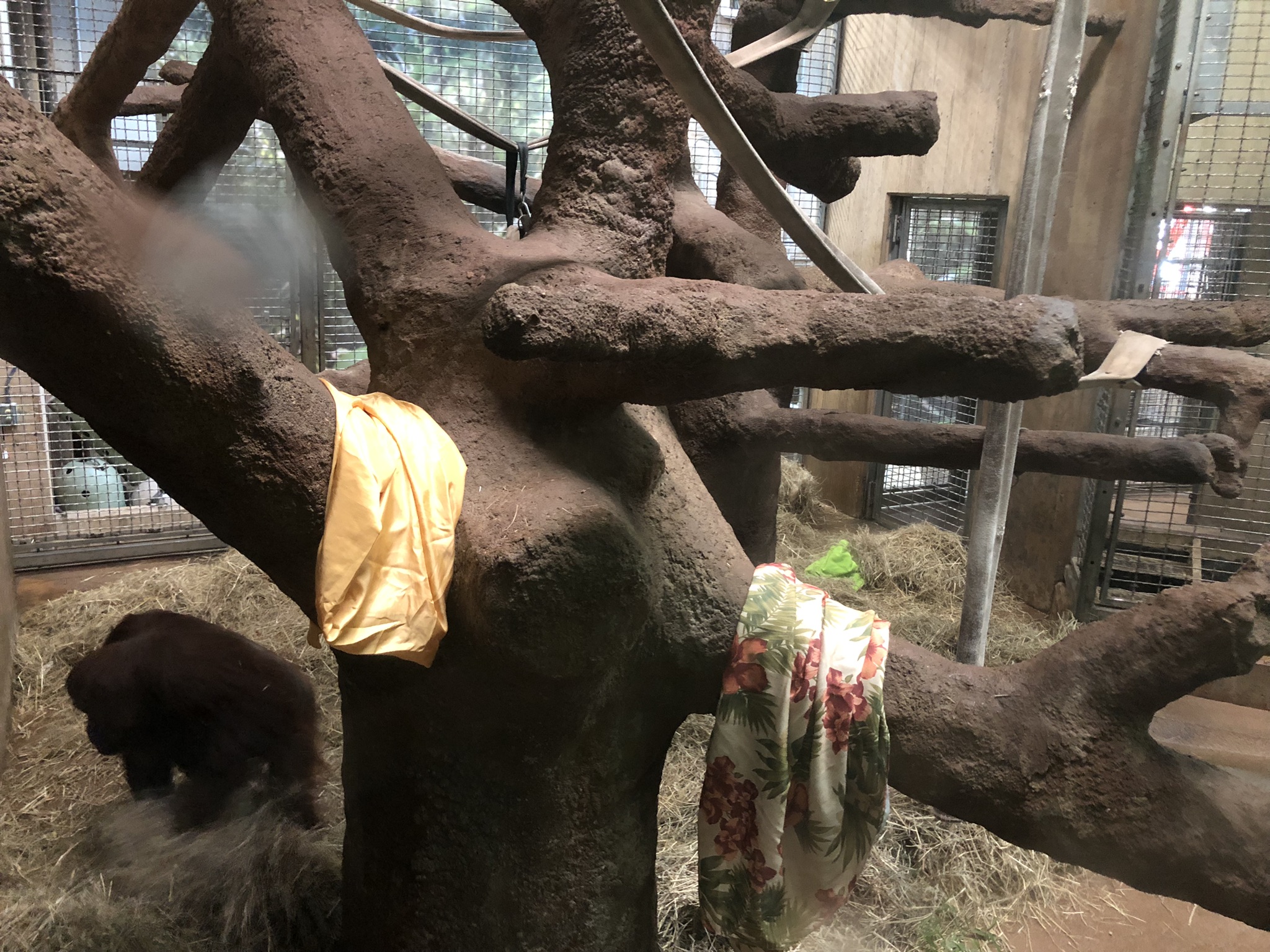 Great ape house, indoor enclosures