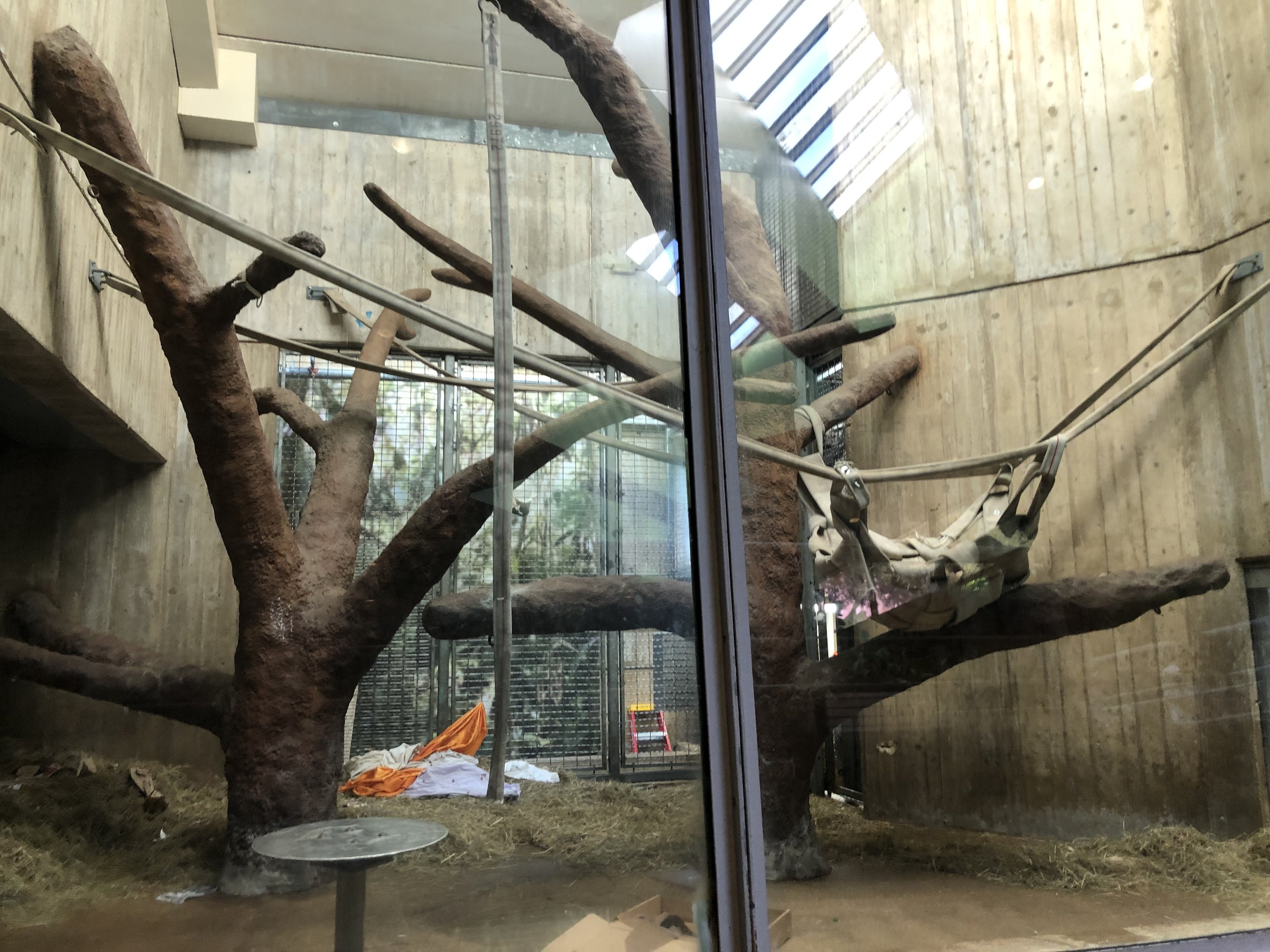 Great ape house, indoor enclosures