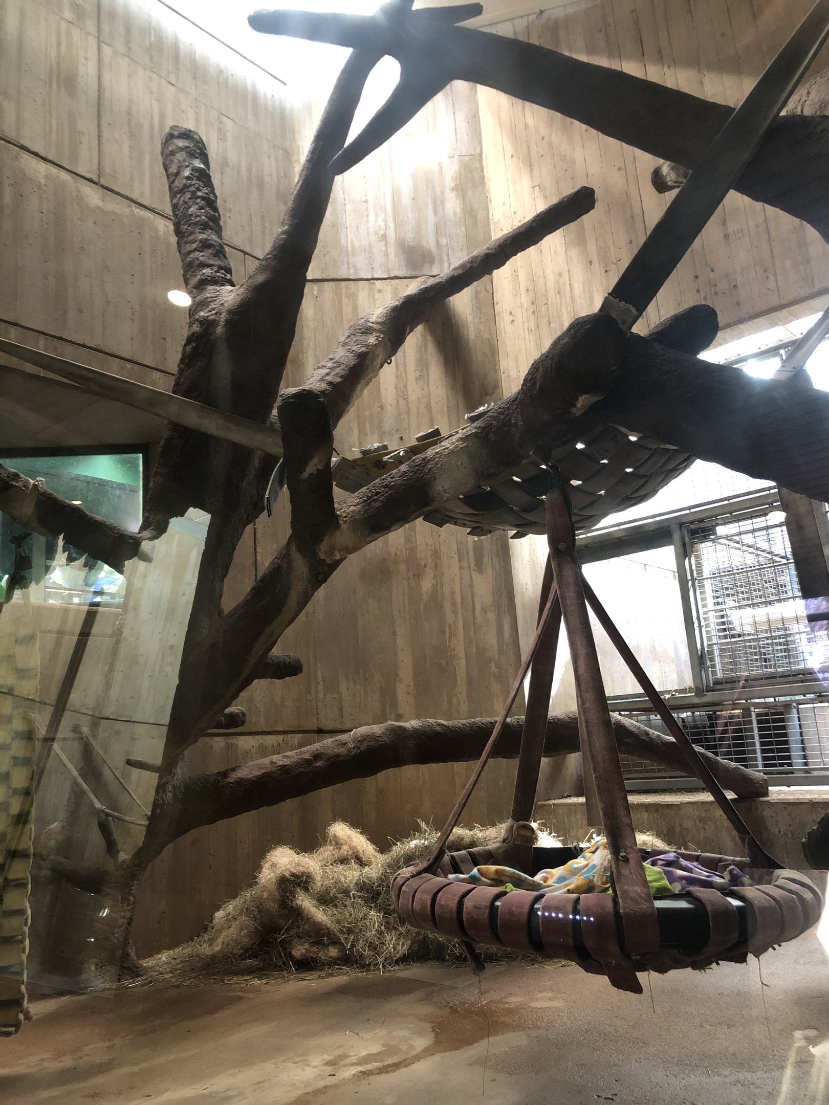 Great ape house, indoor enclosures