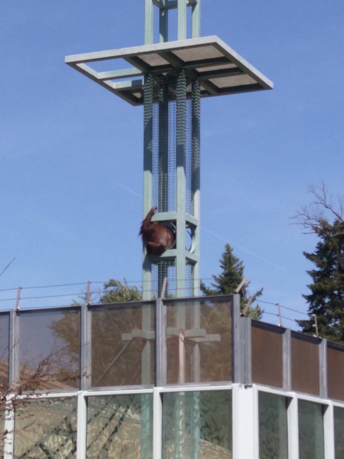 Great Ape House - Orangutan chilling on the O-line tower.