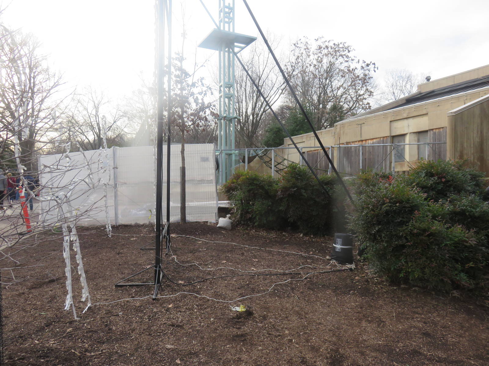 Great Ape House - Orangutan Exhibit Construction?