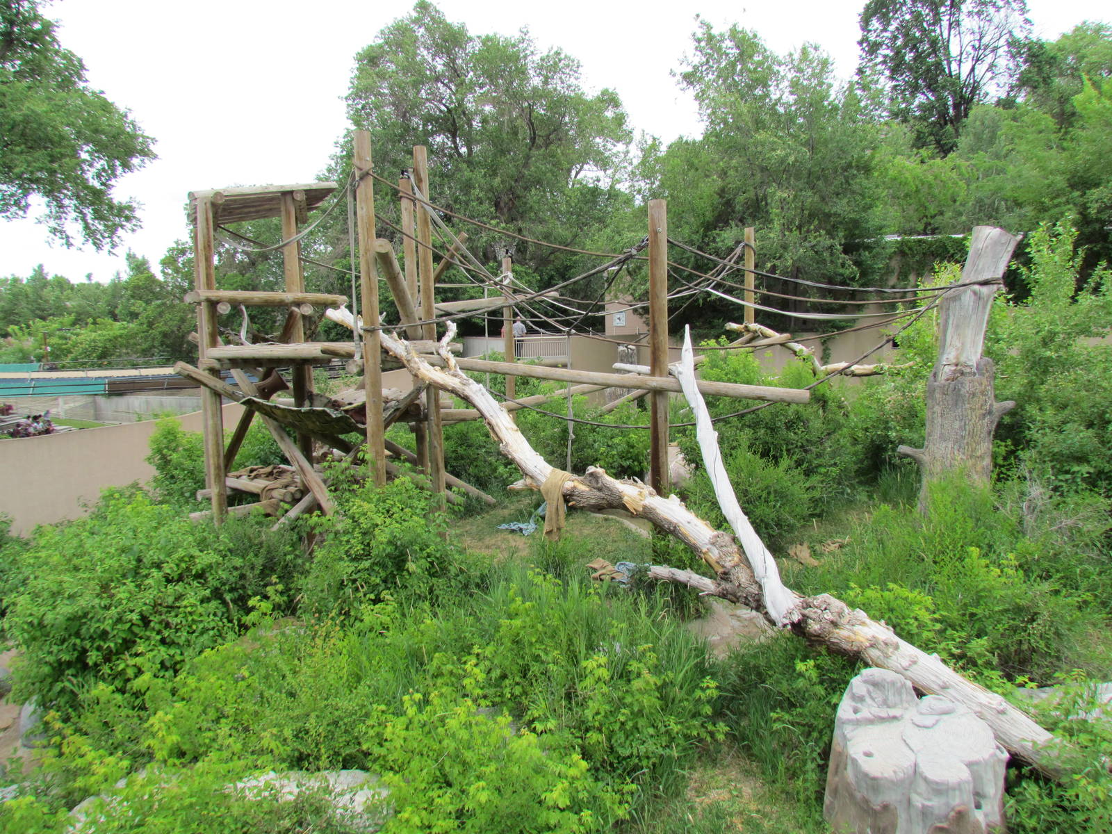 Great Ape House - Orangutan Exhibit