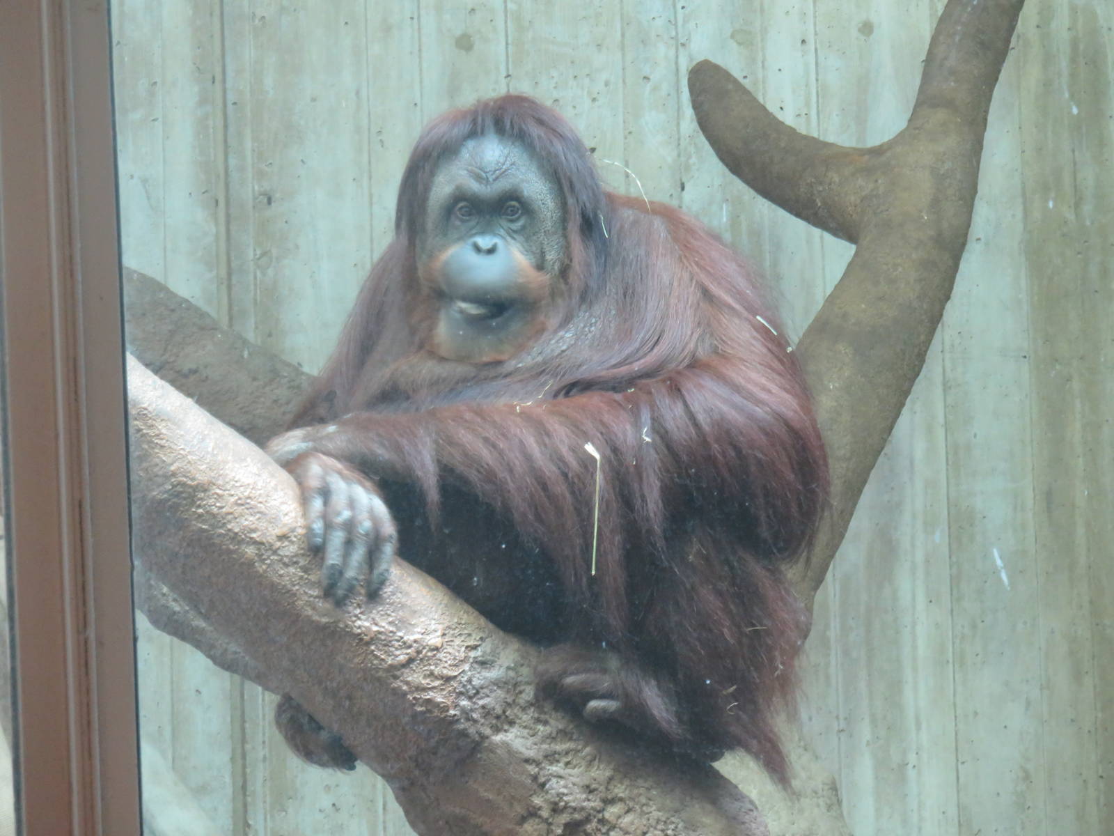 Great Ape House - Orangutan (Hybrid) - Bonnie