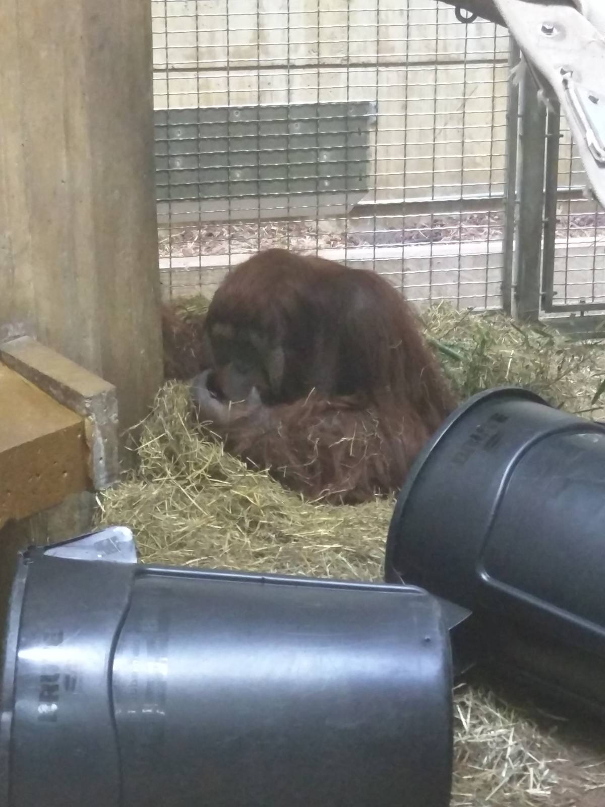Great Ape House - Orangutan (Hybrid) - Kiko