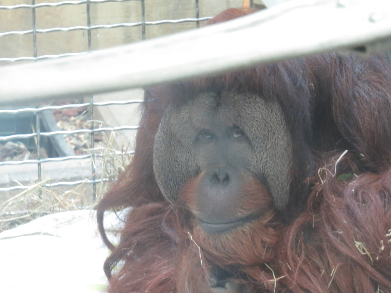 Great Ape House - Orangutan (Hybrid) - Kiko