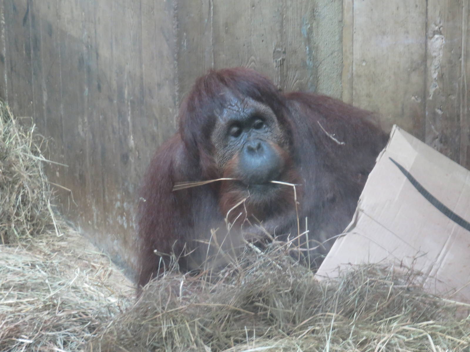 Great Ape House - Orangutan (hybrid) - Lucy