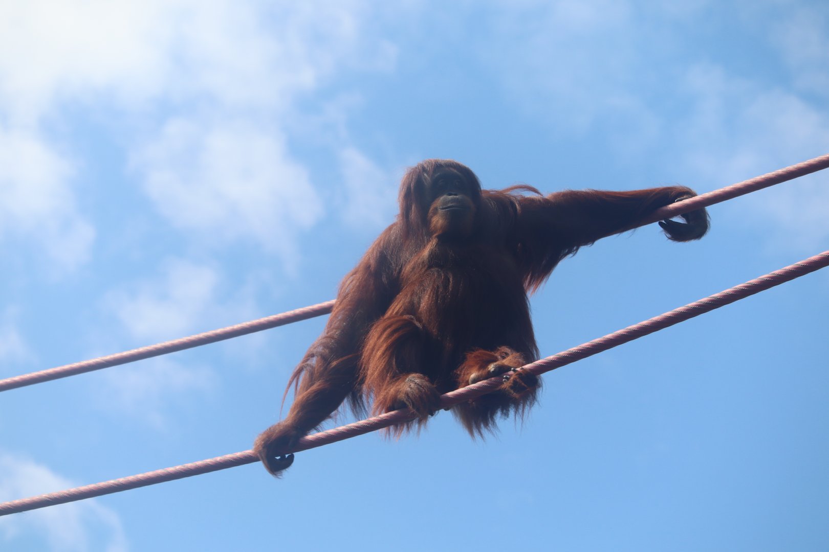 Great Ape House - Orangutan - Iris travelling the O-line