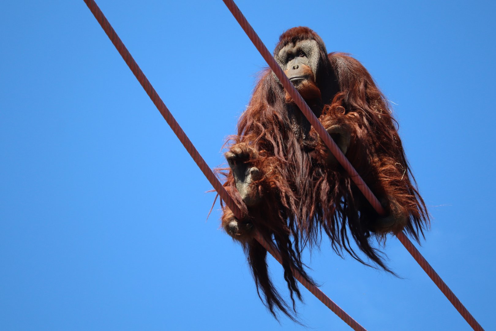 Great Ape House - Orangutan - Kiko Travelling the O-Line