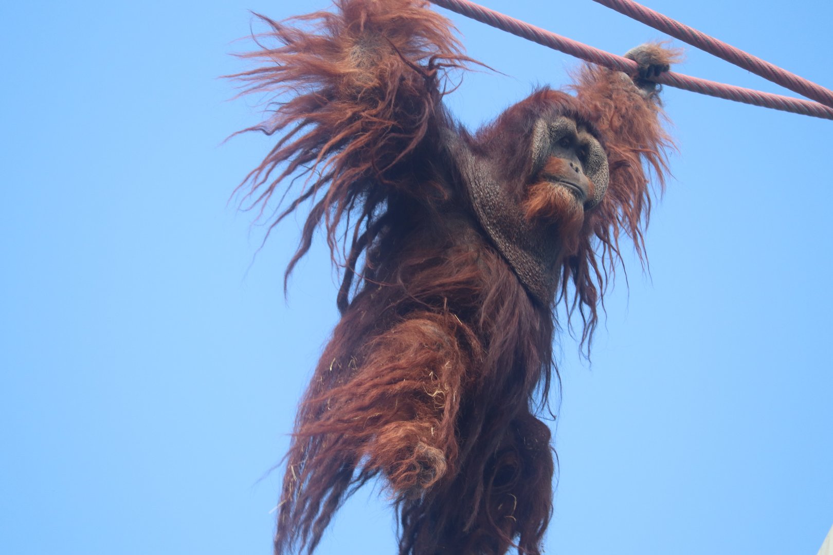 Great Ape House - Orangutan - Kiko travelling the O-line