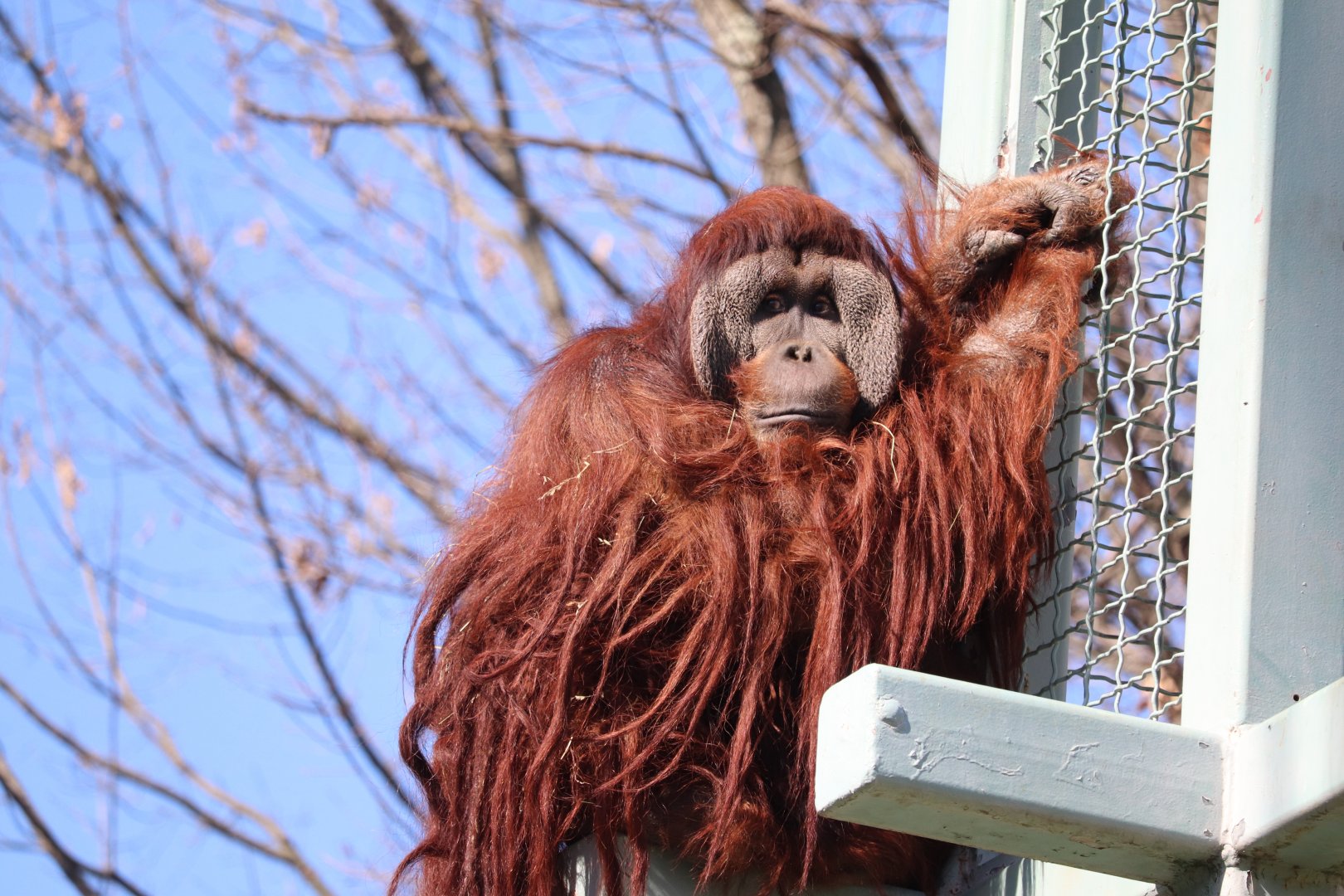 Great Ape House - Orangutan - Kiko
