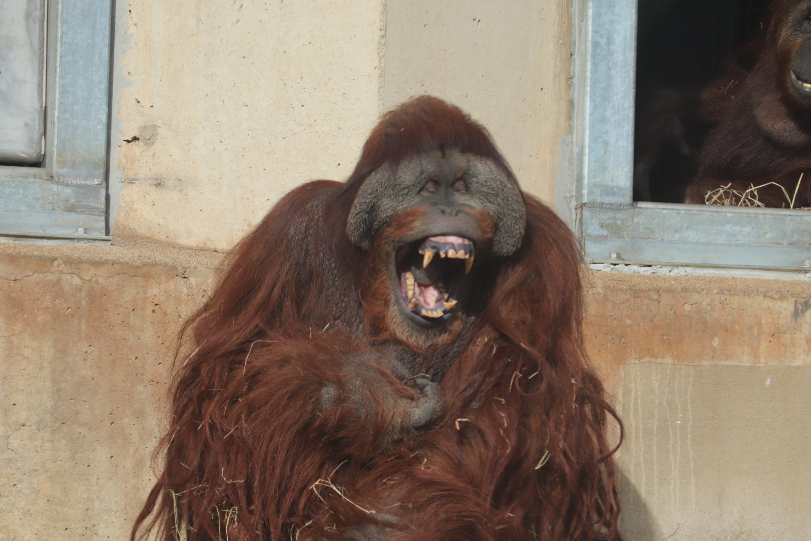 Great Ape House - Orangutan - Kiko