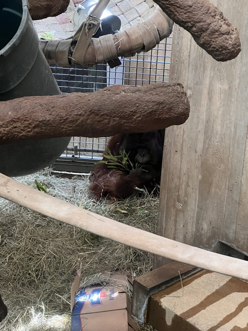 Great Ape House- Orangutan- Kyle