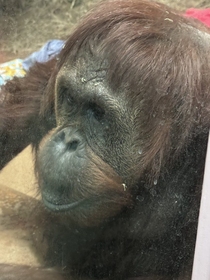 Great Ape House- Orangutan- Lucy