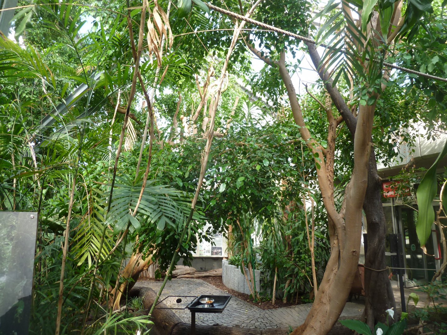 Great Ape House - Rainforest section