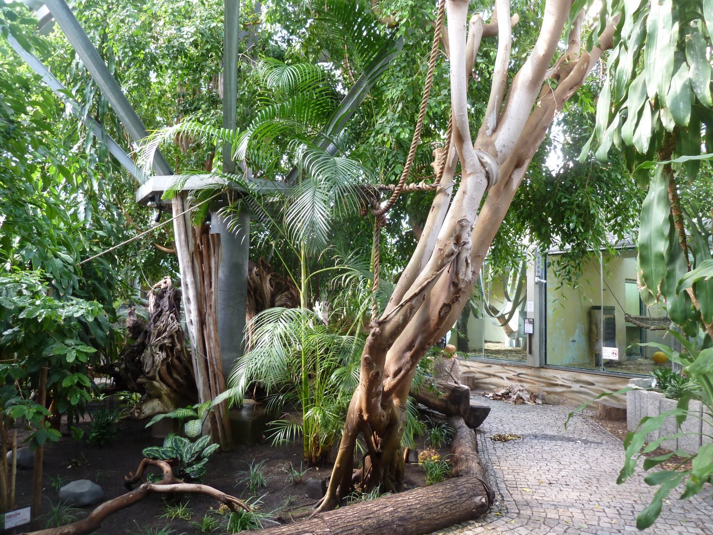 Great Ape House - Rainforest section