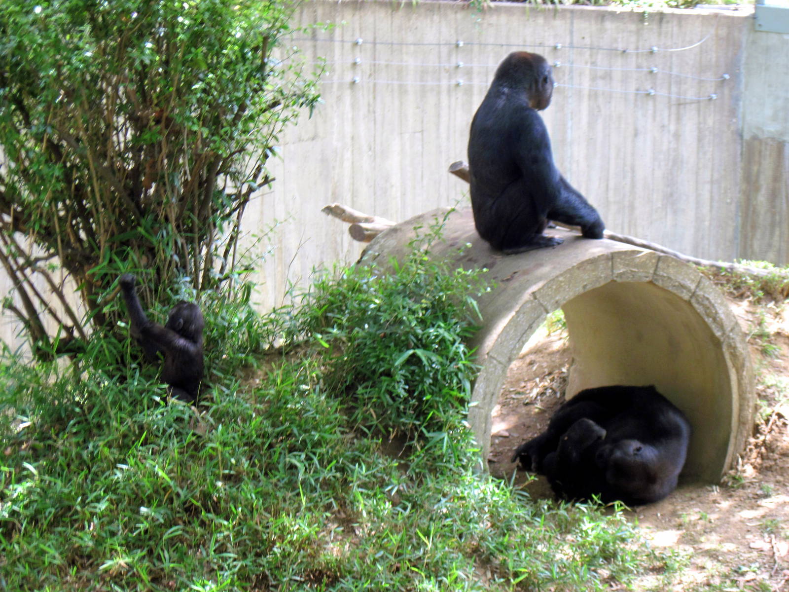 Great Ape House-Western Gorillas