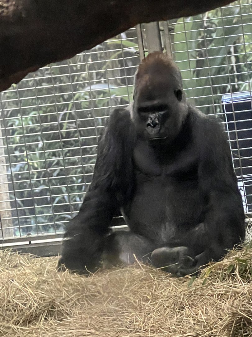 Great Ape House- Western Lowland Gorilla- Baraka