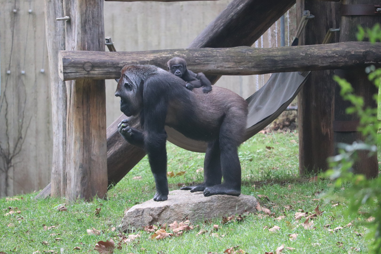 Great Ape House - Western Lowland Gorilla - Calaya - Zahra