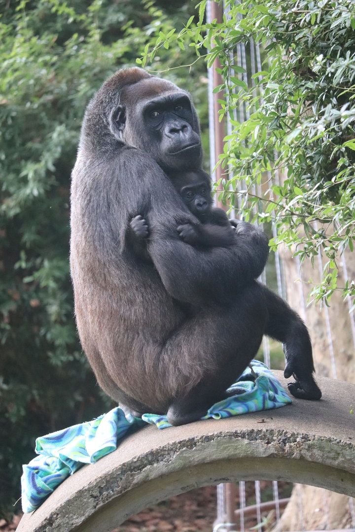 Great Ape House - Western Lowland Gorilla - Calaya - Zahra