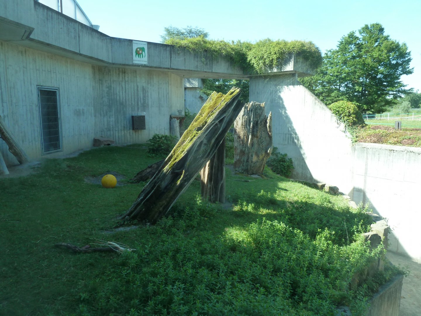 Great Ape House - Western lowland gorilla enclosure