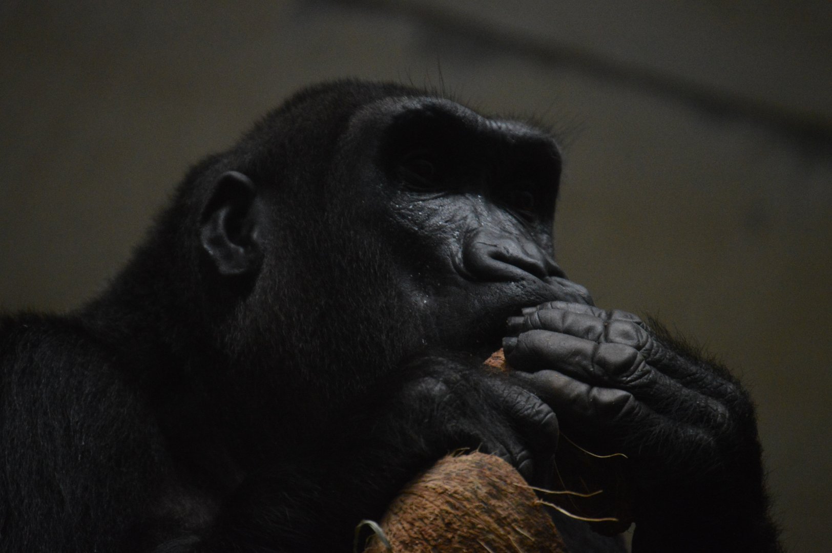 Great Ape House - Western Lowland Gorilla (Gorilla gorilla gorilla) enjoying a coconut.