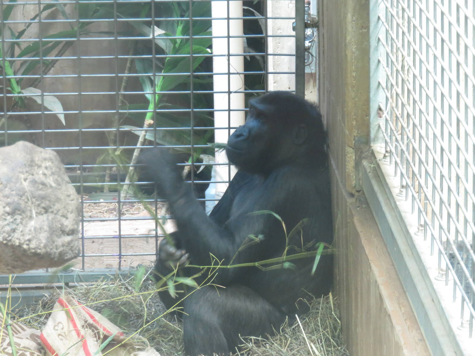 Great Ape House - Western Lowland Gorilla - Kibibi