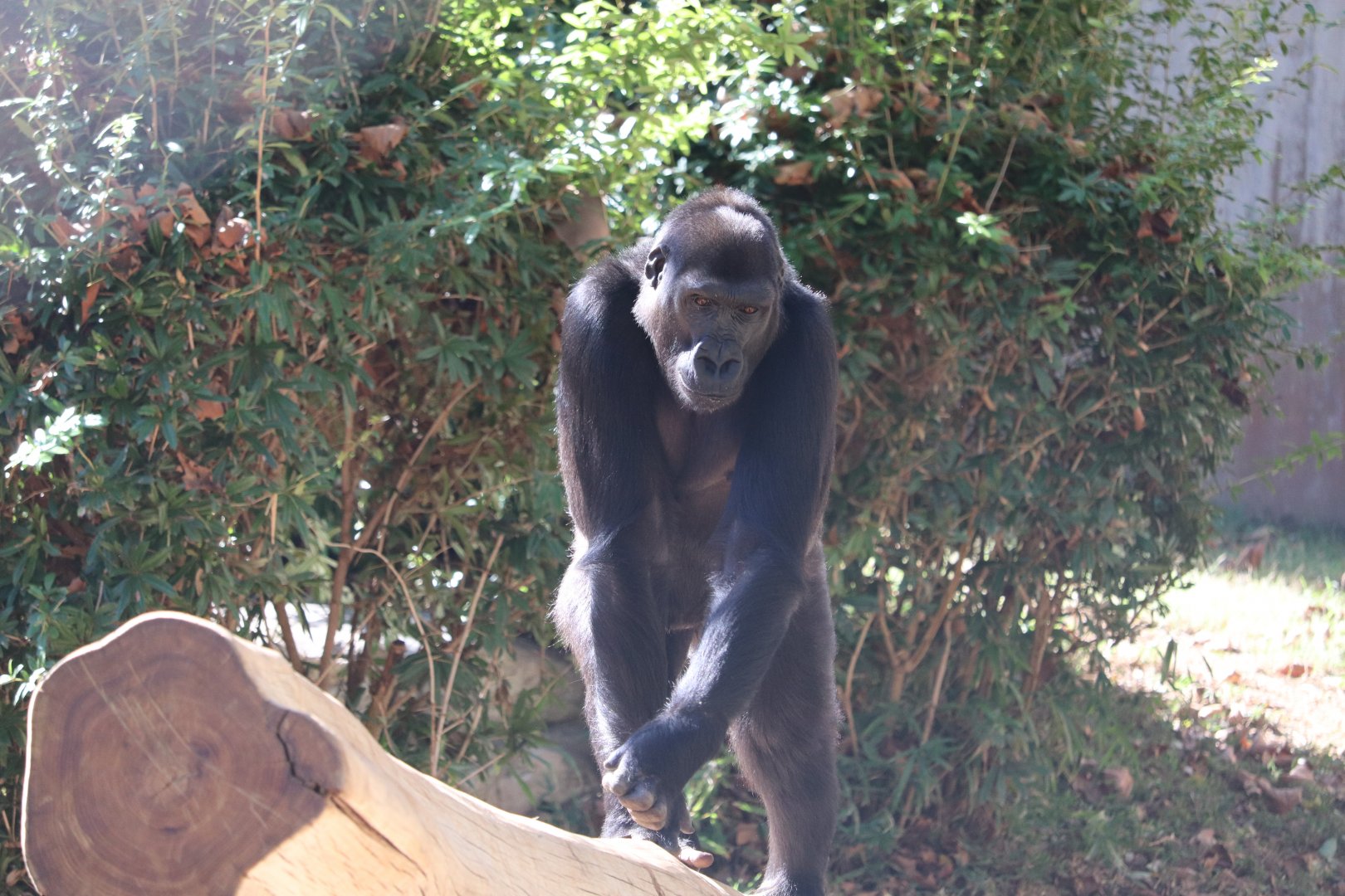Great Ape House - Western Lowland Gorilla - Kibibi