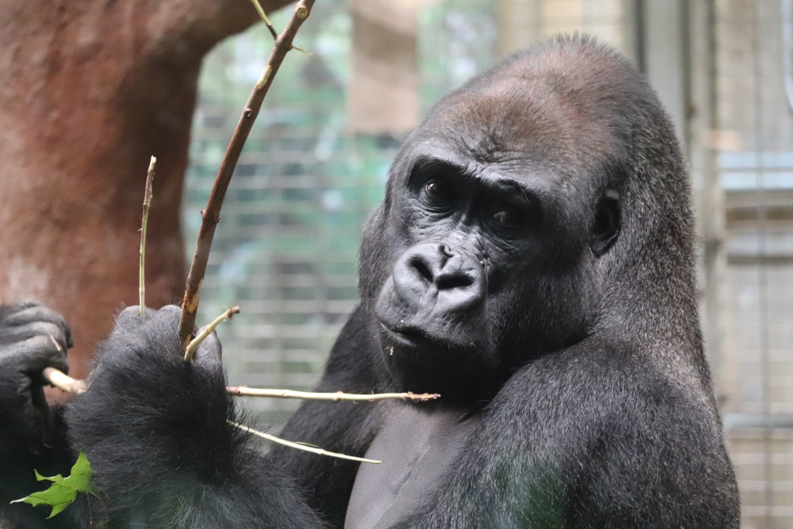 Great Ape House - Western Lowland Gorilla - Kojo