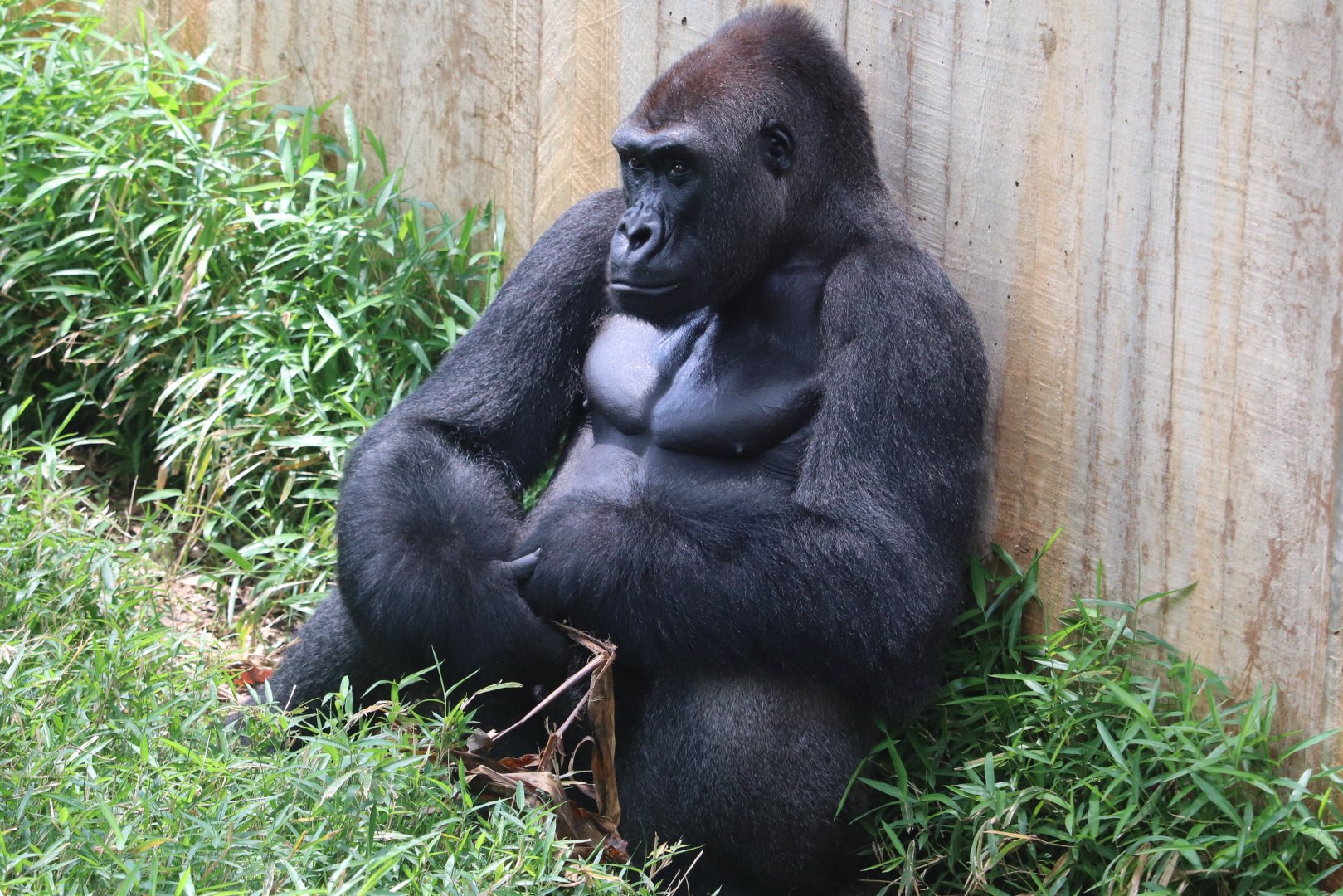 Great Ape House - Western Lowland Gorilla - Kwame