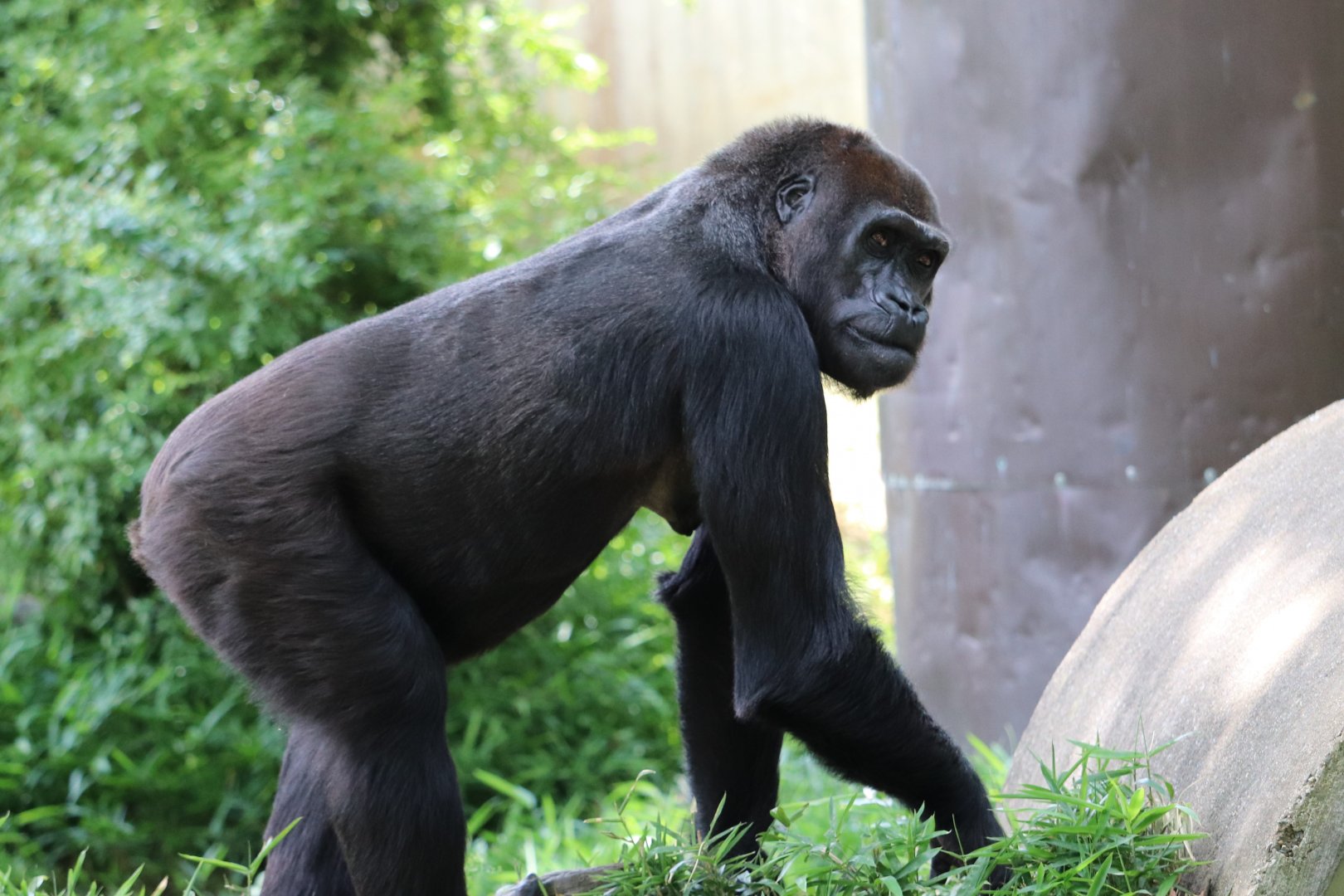 Great Ape House - Western Lowland Gorilla - Mandara