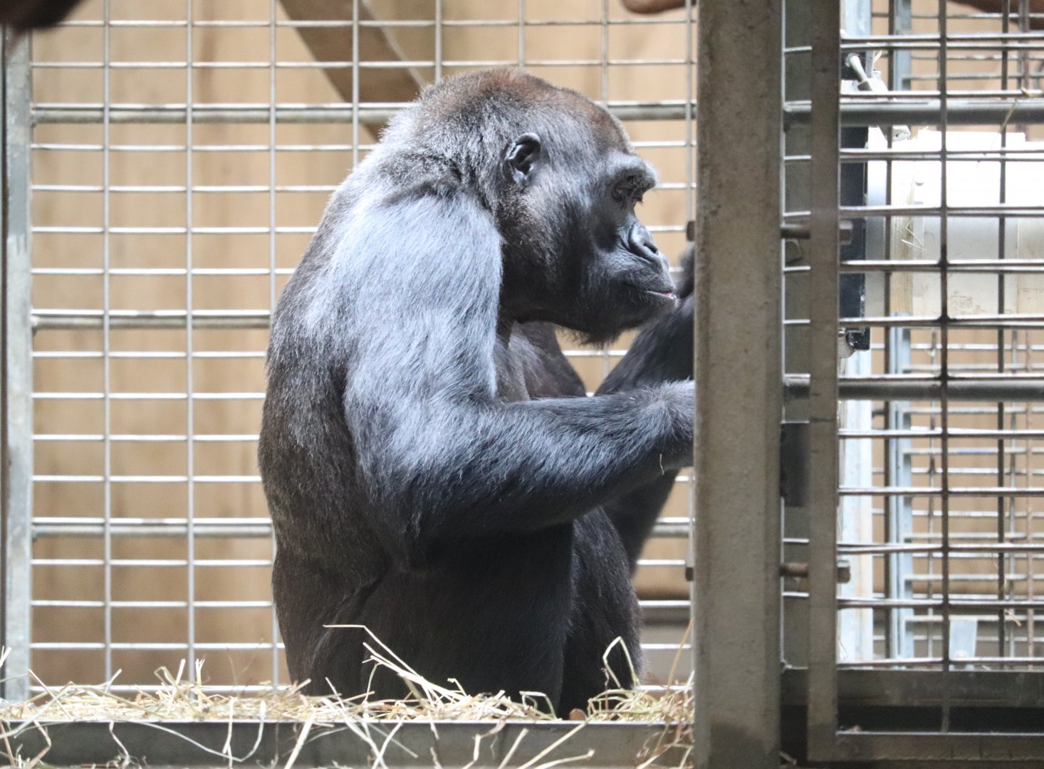 Great Ape House - Western Lowland Gorilla - Mandara