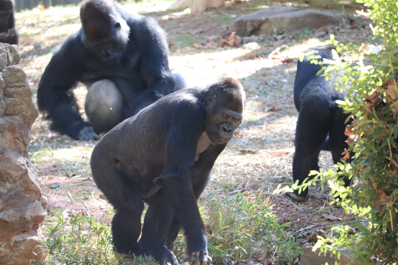 Great Ape House - Western Lowland Gorilla - Mandara