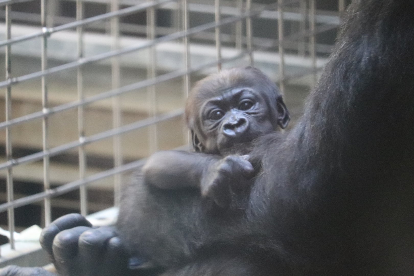 Great Ape House - Western Lowland Gorilla - Moke