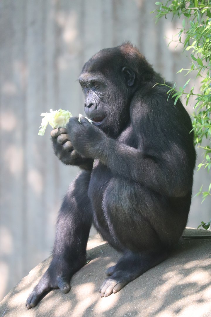 Great Ape House - Western Lowland Gorilla - Moke