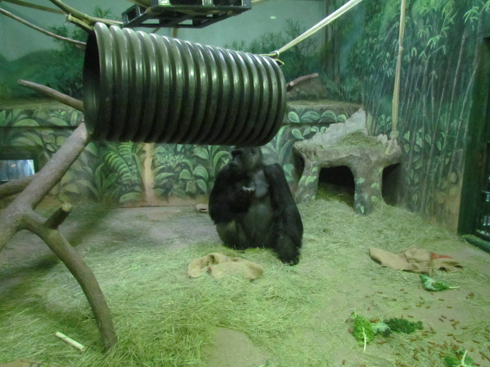 Great Ape House - Western Lowland Gorilla