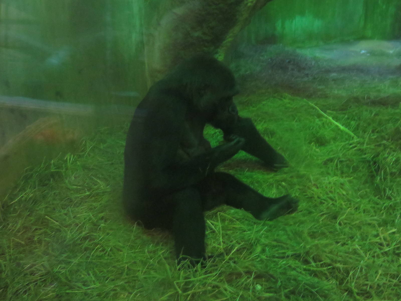 Great Ape House - Western Lowland Gorilla
