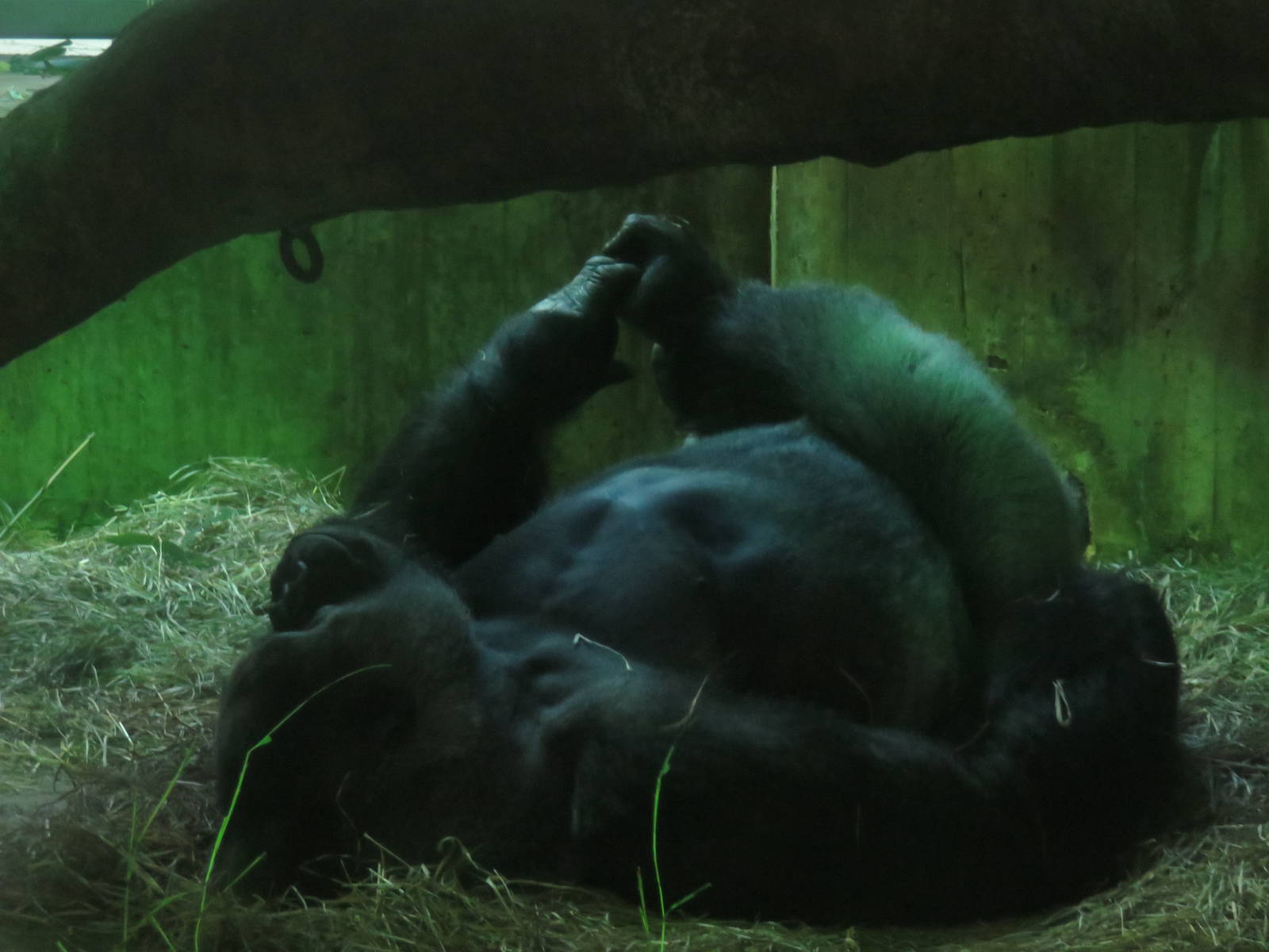 Great Ape House - Western Lowland Gorilla