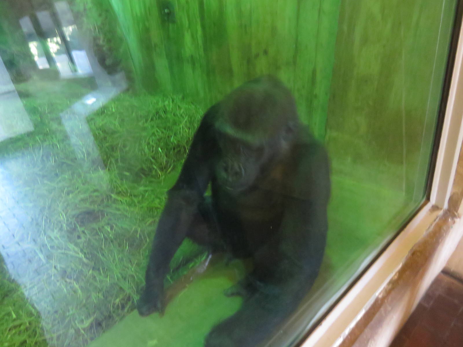 Great Ape House - Western Lowland Gorilla