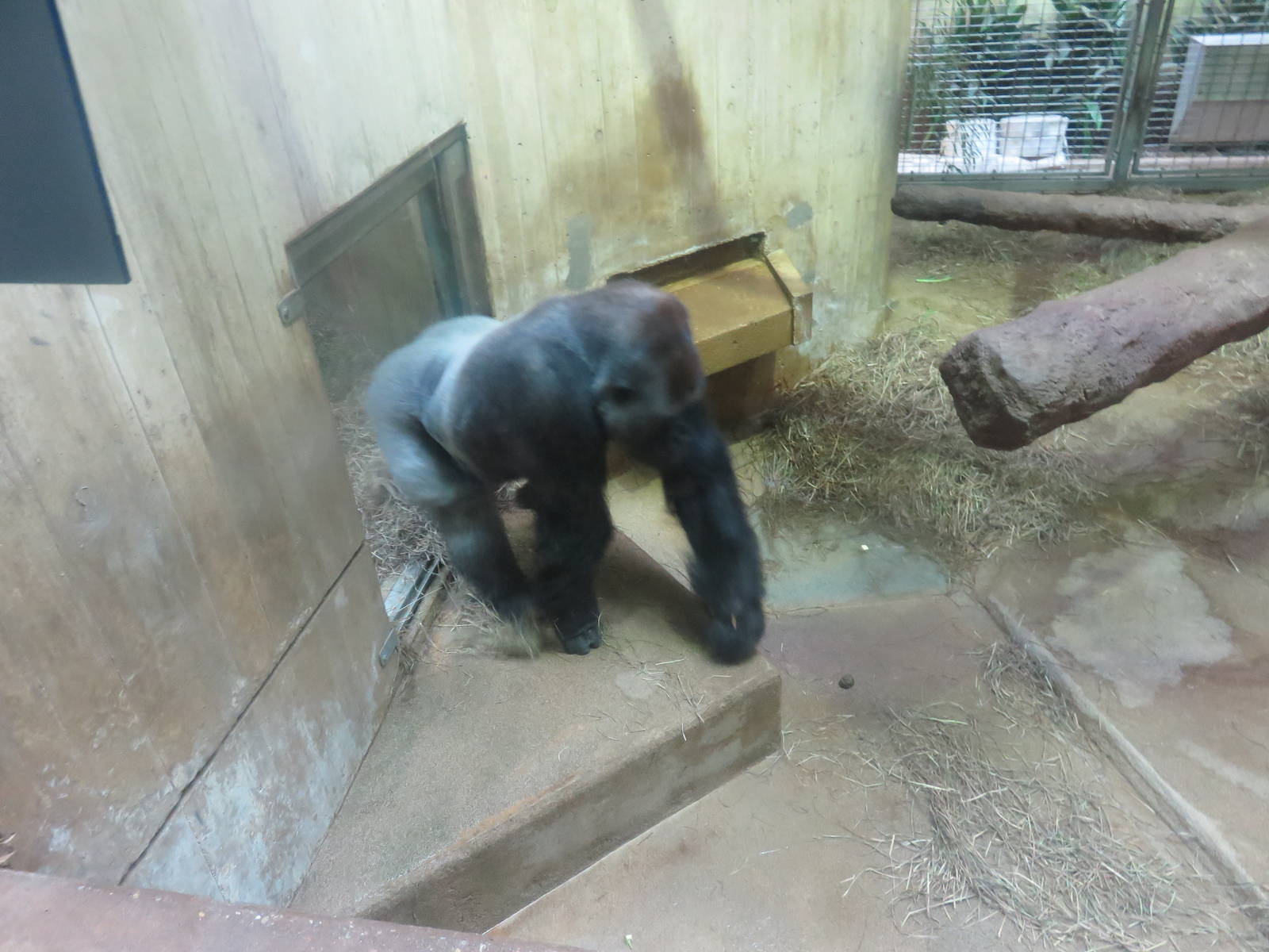 Great Ape House - Western Lowland Gorilla